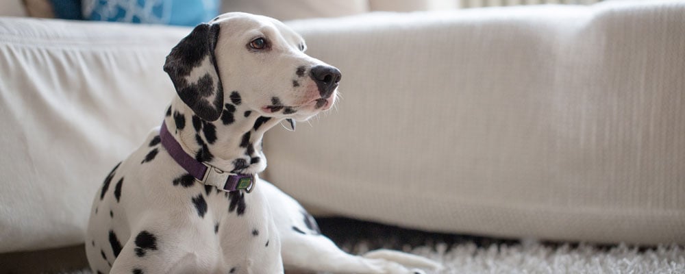 Dalmatian laying next to couch with Invisible Fence® Brand Collar to prevent furniture chewing 