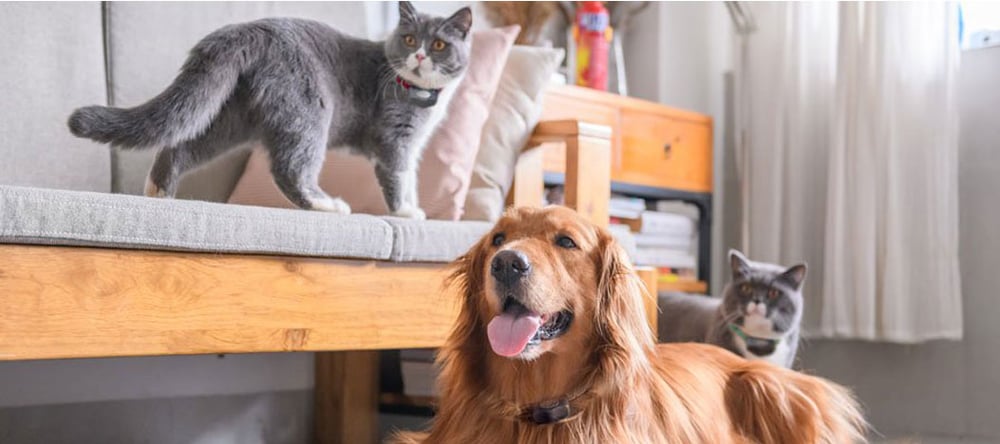 Cats and dog living happily after COVID with Invisible Fence® Brand 