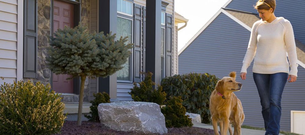 Golden Retriever enjoying his front yard with Invisible Fence Brand Solutions