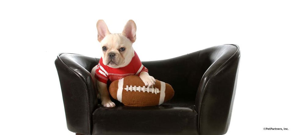Dog on couch with football ready for the superbowl