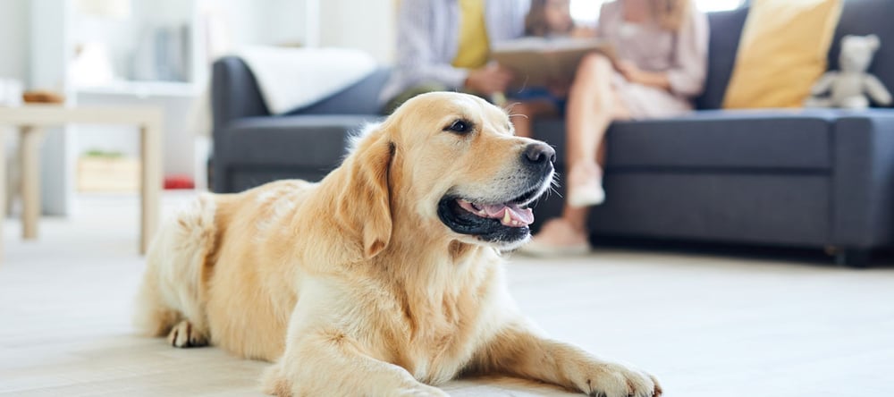 golden retriever sitting in living room staying away from off-limit pet areas