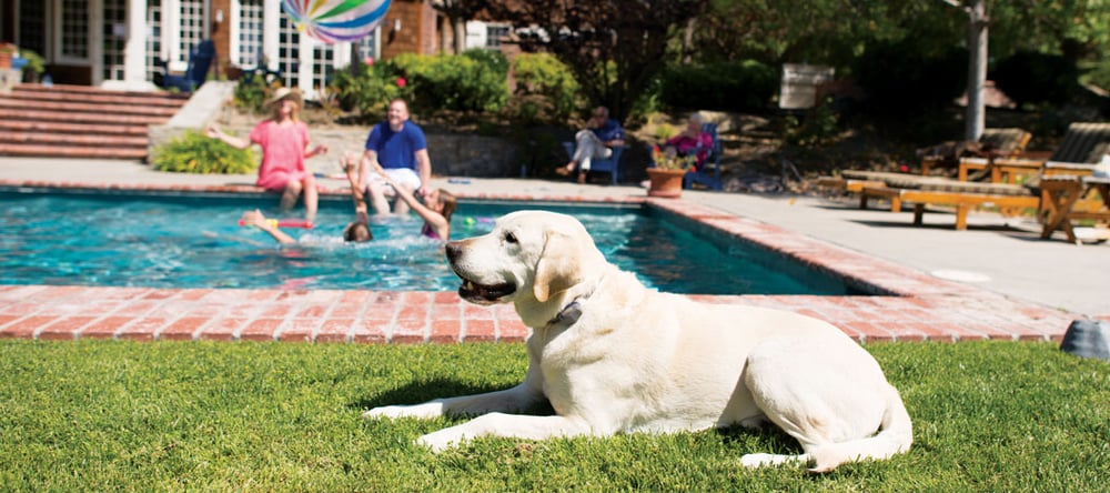 Worried about keeping your dog safe around your pool? Invisible Fence® Brand has created the perfect guide on how to keep your dog out of your pool.