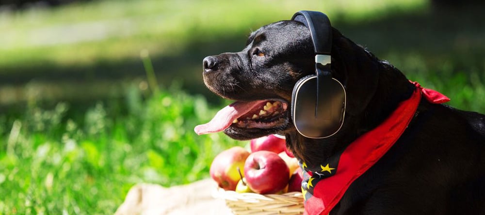11 Summer Life Savers For Pets & Their Peeps