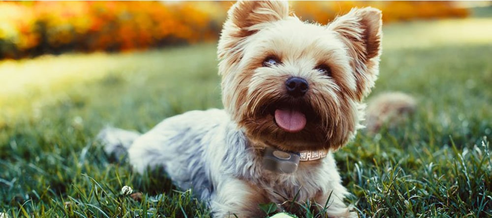 Yorkie enjoying his yard with invisible fence outdoor pet solutions