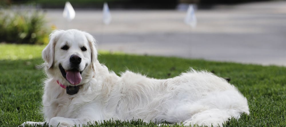 Owners Keep White Golden Retriever dog from chasing cars and squirrels