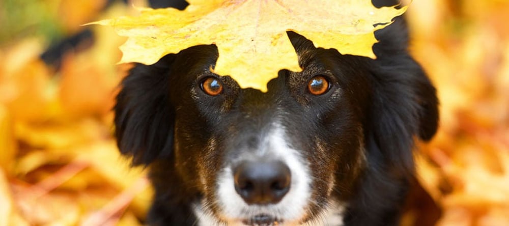 dog outside with leaf on head during the fall