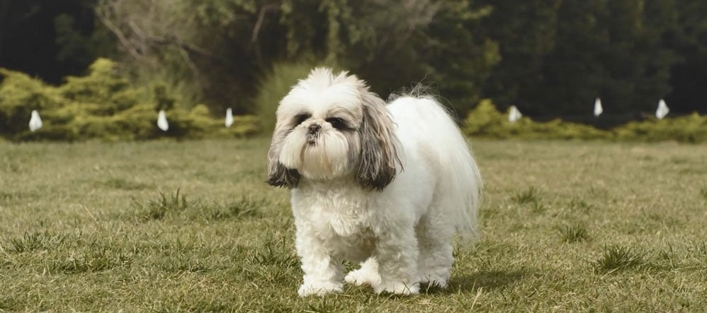 Clemson the Shih Tzu staying safe with Invisible Fence® Brand.
