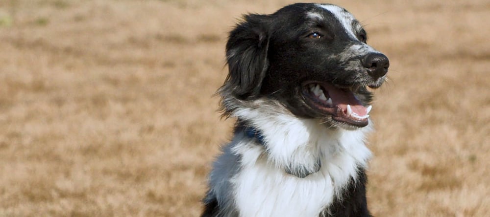 Border Collie using Invisible Fence Brand collar for training