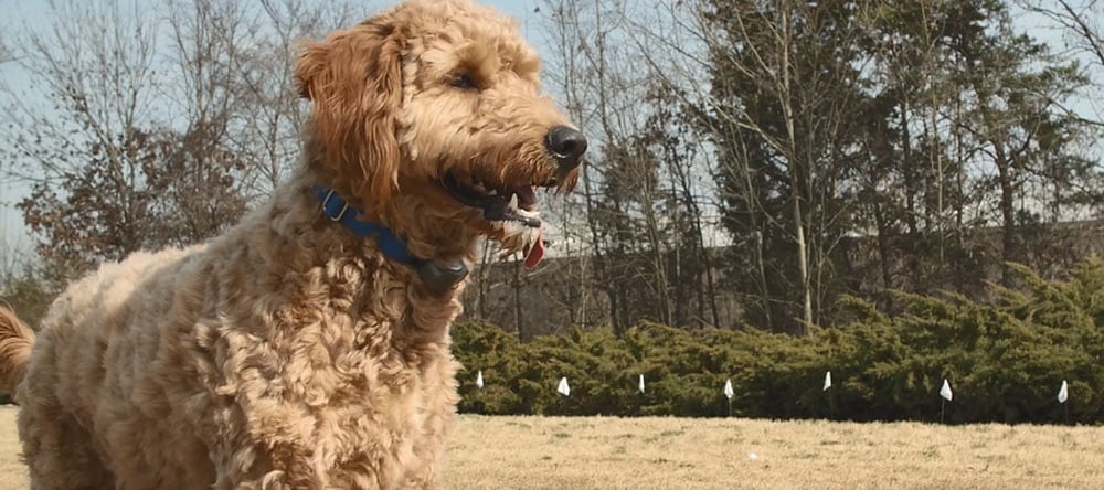 Considering an electric pet fence? Read this Invisible Fence® Brand Customer Review to learn how to train a Goldendoodle to use Invisible Fence.