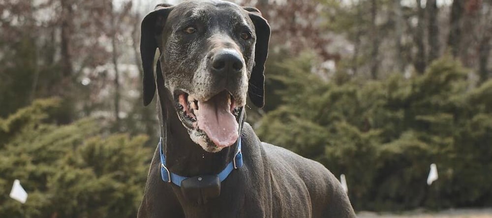 Considering an electric pet fence? Read this Invisible Fence® Brand Customer Review to learn how to train a Great Dane to use Invisible Fence.