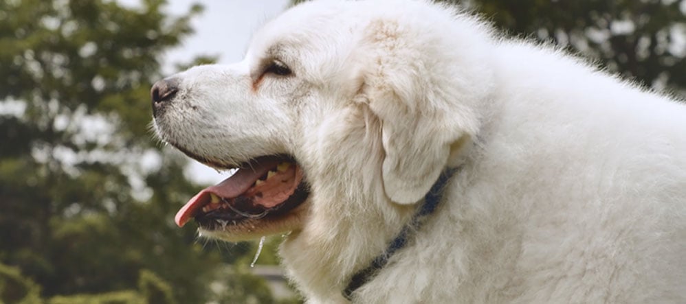 Great Pyrenees staying safe with Invisible Fence® Brand