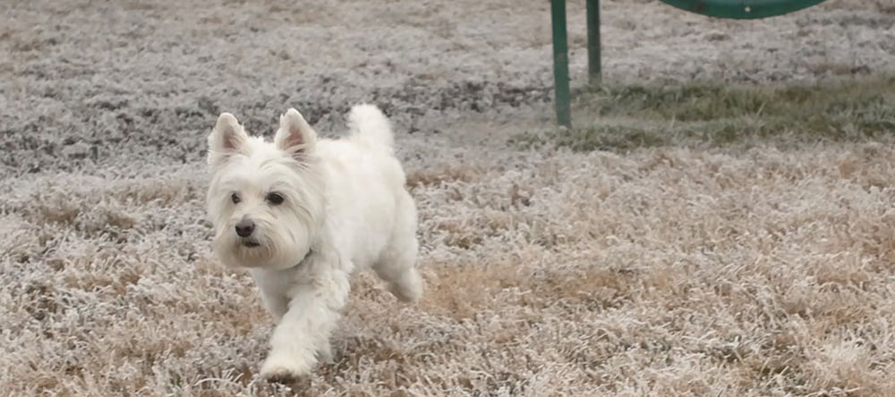 Training a Westie to Use Invisible Fence