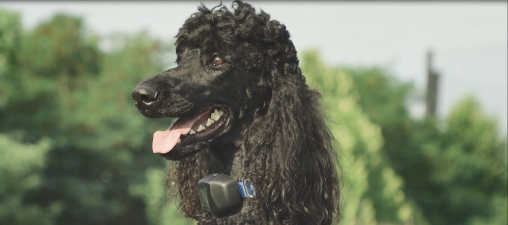 Poodle staying safe with Invisible Fence® Brand.