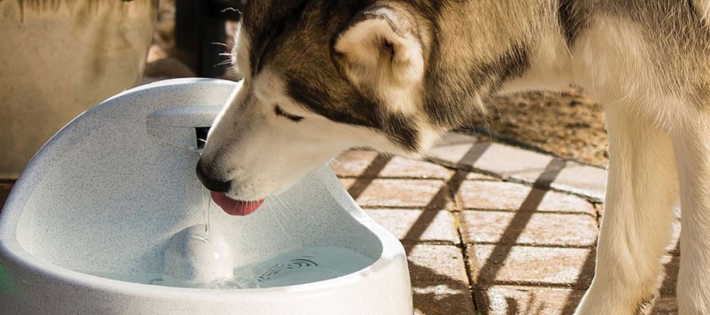 dog drinking water outside from water safety tips