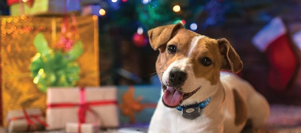 Dog sitting next to Christmas tree with best gifts for pet owners