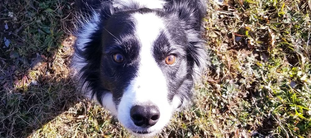 Bella the Border Collie trained to use invisible fence