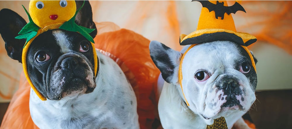 dogs dressed up for halloween