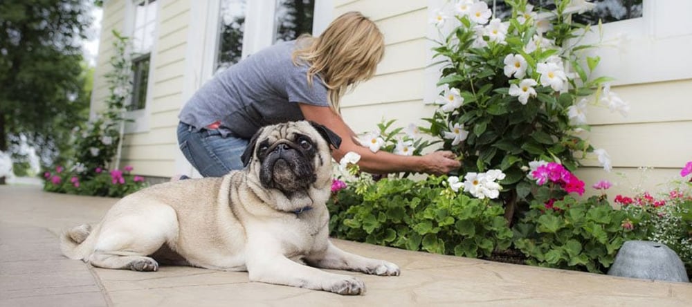 Whether you want to keep your dog from eating compost or poisonous plants, learn how Invisible Fence® Brand can keep your dog protected this Summer.