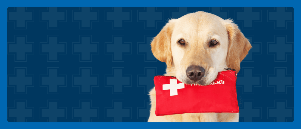 Dog holding a first aid kit